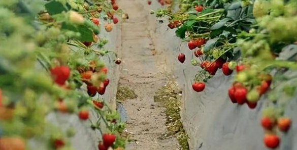 不同施氮量对设施草莓生长状况的影响