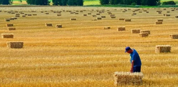 关于循环农业的农作物秸秆资源化利用模式探讨