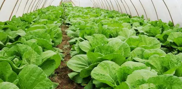 浅谈蔬菜作物栽培中的土肥水管理