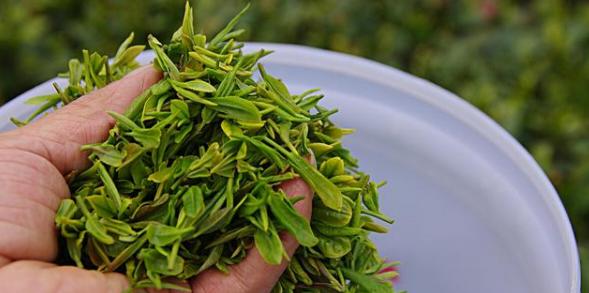 茶叶质量安全现状和监管方向研究