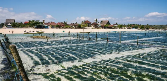 昌黎县海水养殖区水质对长期养殖活动的影响
