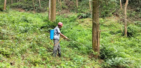 林业常见病虫害防治措施研究
