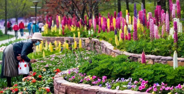 花境植物在景观设计中的色彩搭配