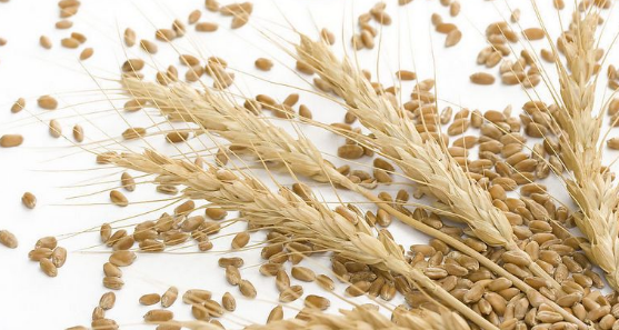 浅析小麦栽培技术及病虫害防治
