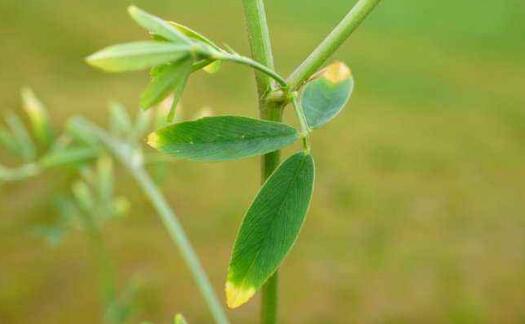 香豆素在植物 Priming 过程中的作用