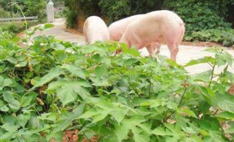 全株青绿玉米发酵喂猪技术推广进展