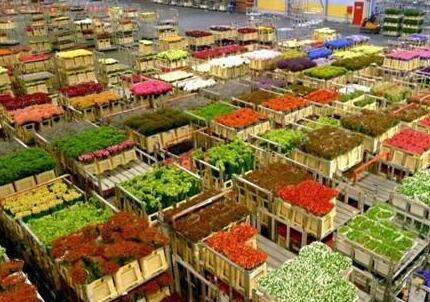 荷兰花卉物流对山东省农产品物流发展的启示