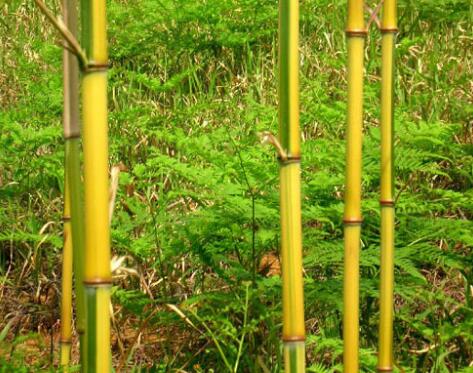 园艺观赏竹类及其在园林中的应用