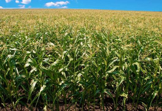 玉米种植环境条件与新技术应用探究