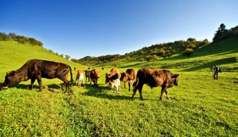 鹤峰县畜牧产业发展的现状与对策