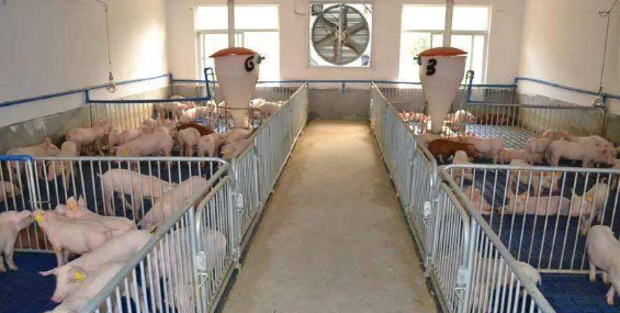 养猪场环境健康养殖技术集成与推广