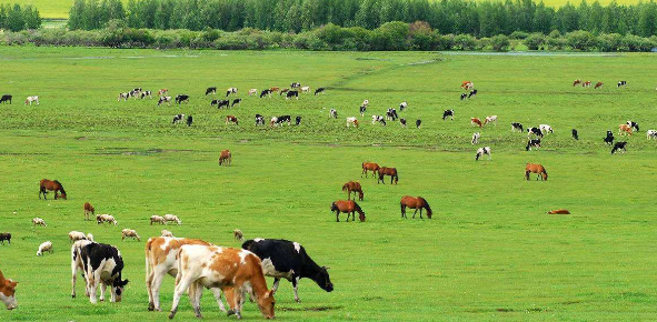 畜牧养殖环境保护对策分析