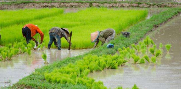 多矿物质营养水稻高产栽培技术研究