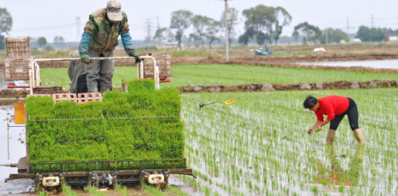 铜陵市义安区水稻种植技术
