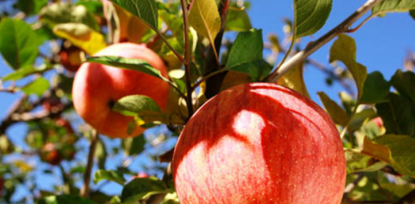 谈谈初冬苹果园的病虫害的防控