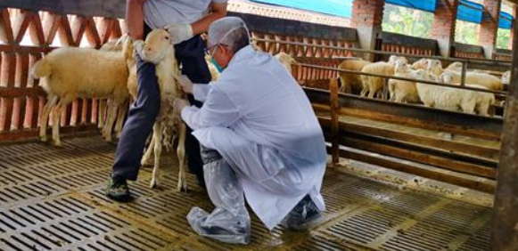 当前农村动物防疫工作中存在的问题及对策