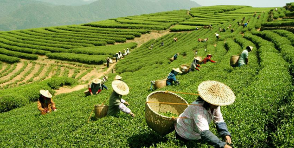 甘肃山区茶叶种植技术浅谈