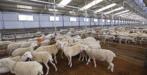 	牛羊等草食动物养殖技术推广现状及对策分析